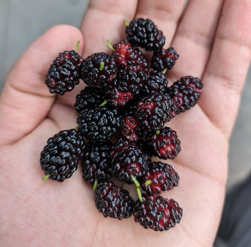 Some
"red" mulberries I foraged in new york.