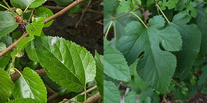 By coincidence
these also happen to be a red mulberry tree on the left and white mulberry tree
on the right.