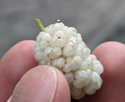 A white
mulberry with small sugar blob.